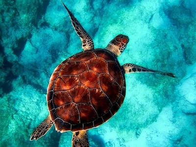 Turtle-Friendly Lighting Solutions